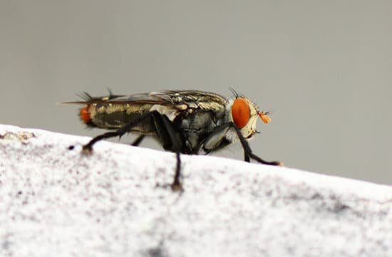 How to Get Rid of Flies in Your Yard