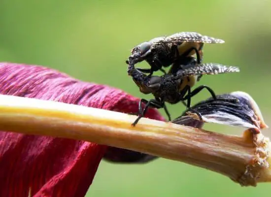 Can Flies Come Out of Humans?