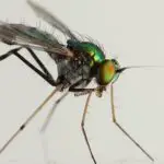 What's the Difference Between Flies and Flys?