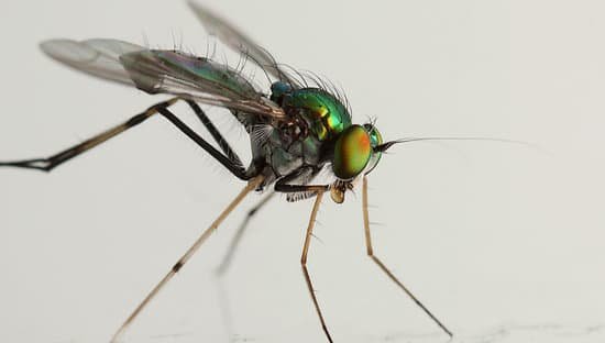 What's the Difference Between Flies and Flys?
