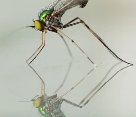 How Much Does It Cost To Remove Flies From Your Property?