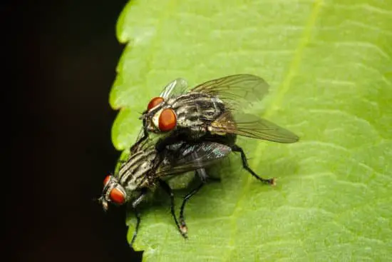 Do Flies Live in Colonies?