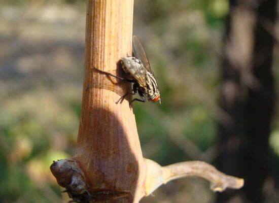 Can Insects Feel Pain?