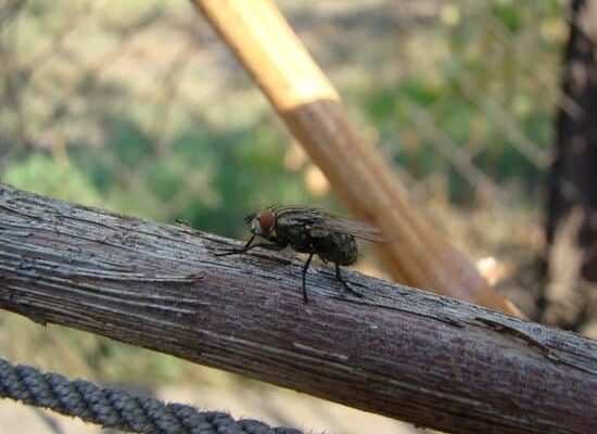 I Can’t Figure Out Where Flies Are Coming From