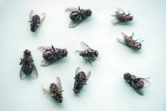 Do Flies Give Bug Bites?