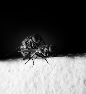 How Do Flies Cause Disease?