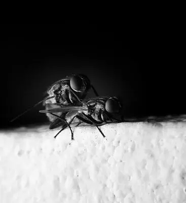 How Do Flies Cause Disease?