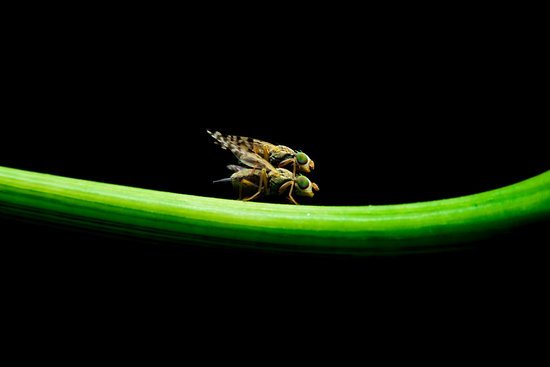 Will Flies Go Extinct in a Decade?