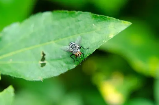 How Do Flies Detect Movement?