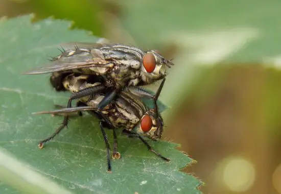 Can Flies Understand Humans?