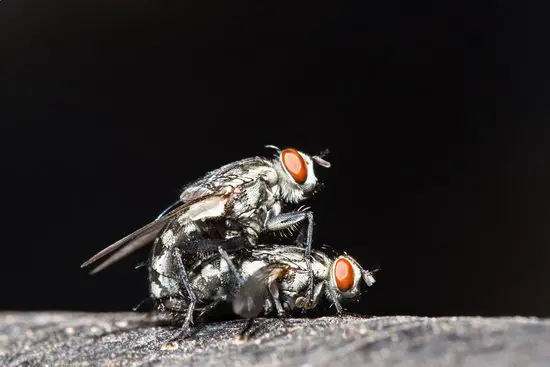 Why Is It Easier to Kill Flies With a Fly Sweeper?