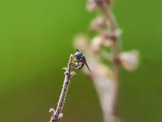 Why Flies Are So Annoying