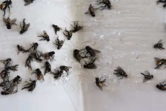Why Are Flies Attracted to Other Dead Flies?