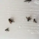 How Do Flies Travel Through Vents?
