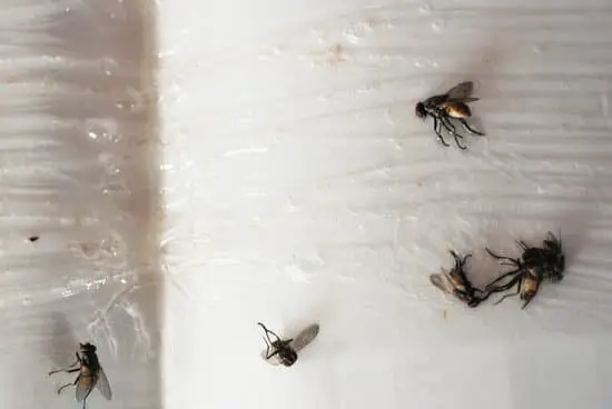How Did Flies Get Their Name?