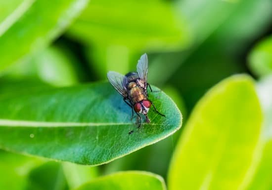 Why Are Flies Attracted to Fly Paper?