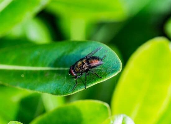 How Do Insects Make Noise?