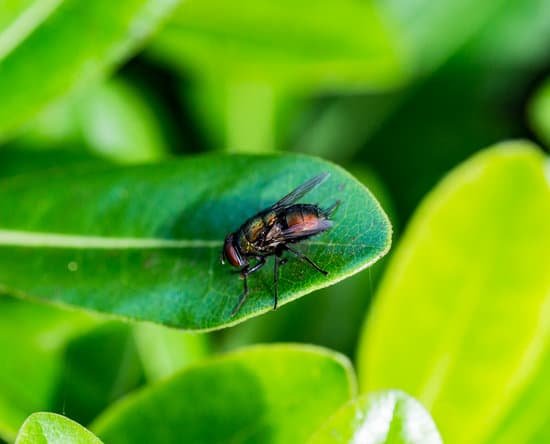 How Do Flies Kill Gnats?