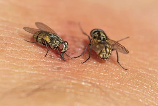Fly Microbiomes Revealed - Which Fly Species Carry Diseases?