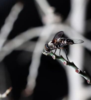 Can You Catch Fruit Flies With White Vinegar?