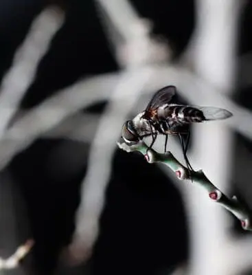 How Do Plants Create Flies?