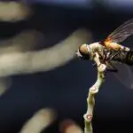 How Do Flies Care For Their Young?