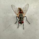 Why Does a Fly Buzz?