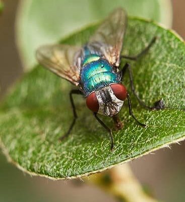 How Long Do Flies Live Outside?