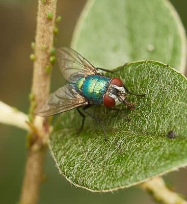 How to Kill Fruit Flies With White Vinegar