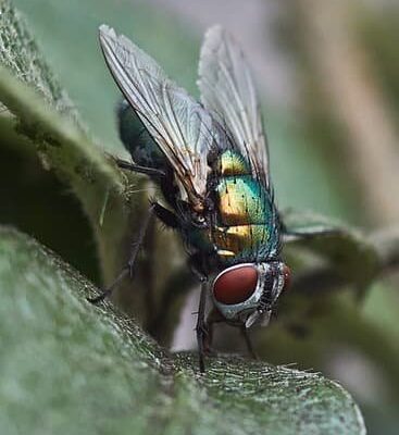 How Do Flies Die Naturally?