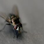 How Cold Can Flies Survive?