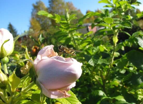 How Do Houseflies Get Pregnant?