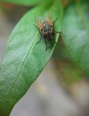 Why Do Flies Come Out in the Rain?