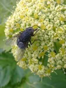 How Common Are Bot Flies in the United States? - pestwhisperer.com