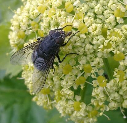 How Big Are Drain Flies?