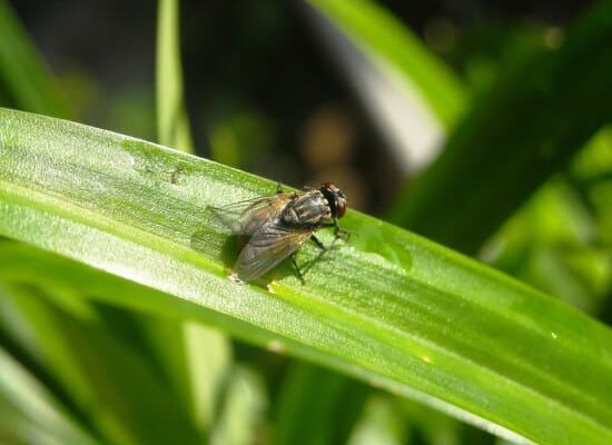 Do Fly Traps Work For Fruit Flies?