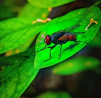 Why Are Fruit Flies Attracted to Vinegar?