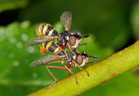 Where Does Fruit Fly Come From?
