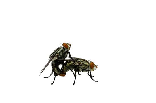 How Long Do Flies Live Indoors?
