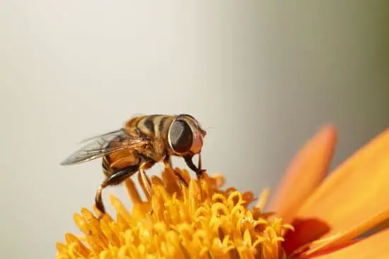 Why Does a Fly Make a Buzzing Noise?
