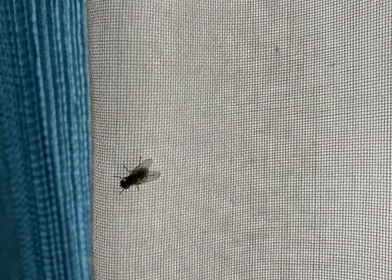 Do Flies Have Natural Predators of Flies?