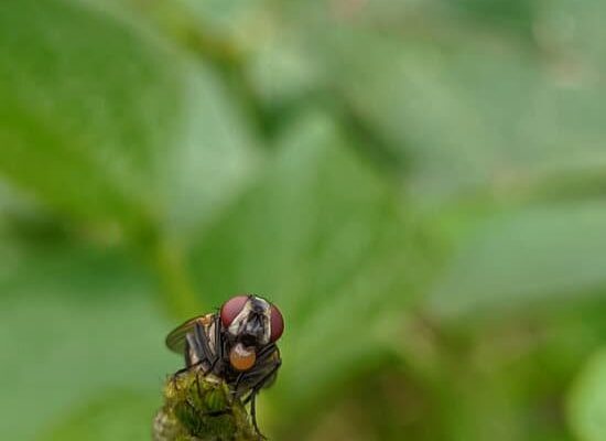 Can Flies Lay Eggs in Your Skin?