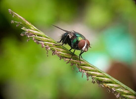 What is the Best Way to Get Rid of Flies?