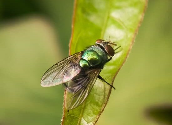 What Flies Are in My House?