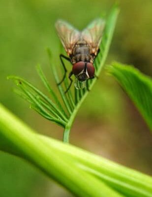 What Flies in the Stratosphere?