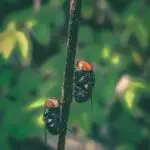 Can Houseflies Taste With Their Feet?