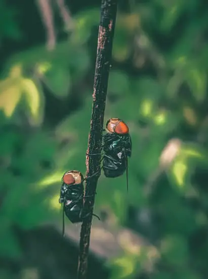 Can Houseflies Taste With Their Feet?