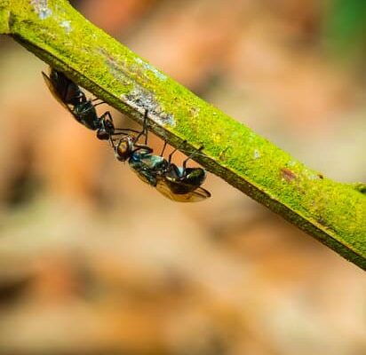 Can Fruit Flies Get Drunk?