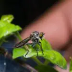 How Do Flies Turn Into Maggots?