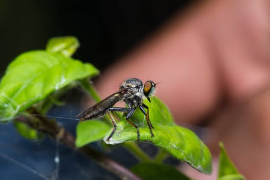 Can Flies Be Harmful?
